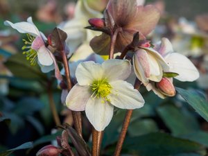HELLEBORUS nigercors Emma