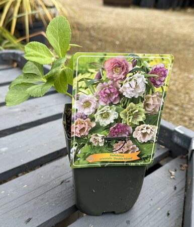 Helleborus o. Double Mix