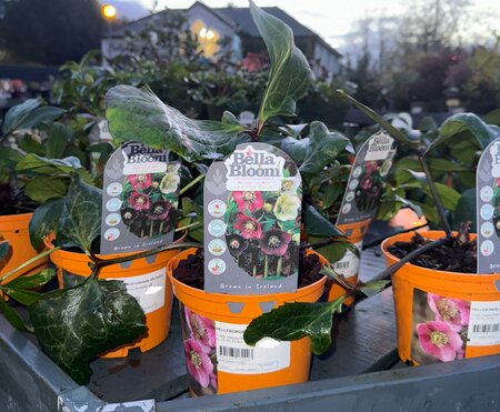 Helleborus orientalis mix P15