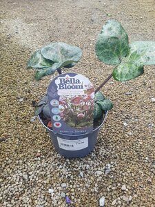 HELLEBORUS Pennys Pink