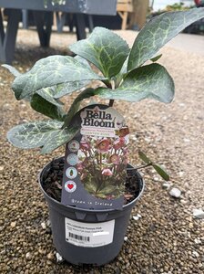 HELLEBORUS Pennys Pink