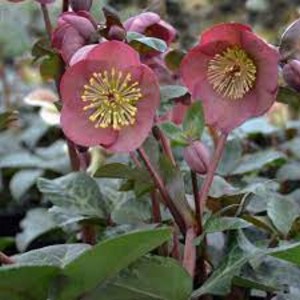 HELLEBORUS Pennys Pink