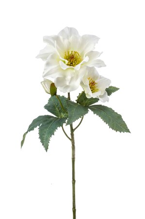 Helleborus spray white 52cm