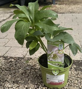 Helleborus VIV 'Benedetta'