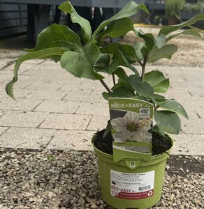 Helleborus VIV 'Dorisa'