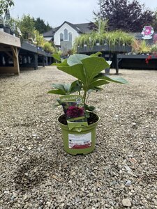 Helleborus ViV 'Luisa'