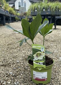 Helleborus ViV 'Maeva'
