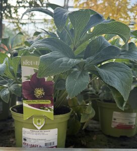 Helleborus ViV 'Victoria'