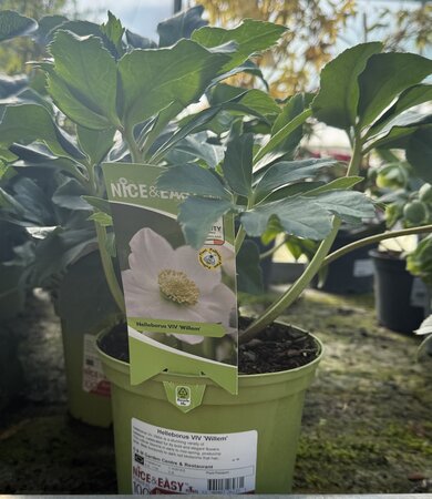 Helleborus VIV 'Willem'