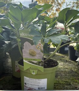 Helleborus VIV 'Willem'