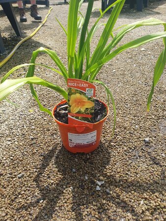 Hemerocallis 'Chicago Sunrise'