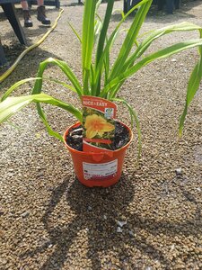 Hemerocallis 'Chicago Sunrise'