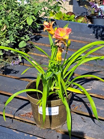 Hemerocallis mix