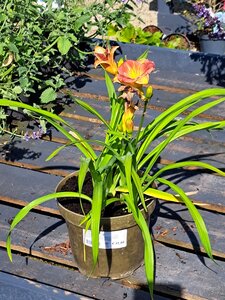 Hemerocallis mix