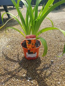 Hemerocallis 'Rocket City'