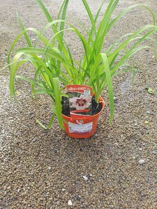 Hemerocallis 'Snowy Eyes'