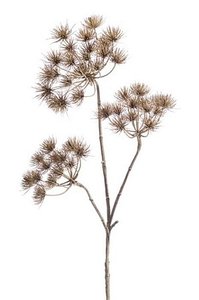 Heracleum branch