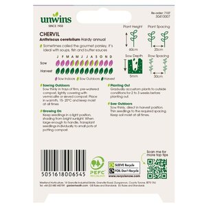 Herb Chervil - image 2