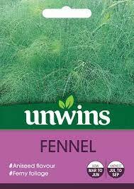 Herb Fennel