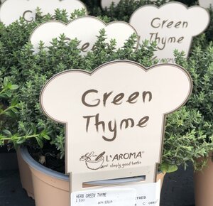 HERB GREEN THYME