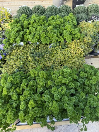 HERB - L'AROMA IN VARIETIES
