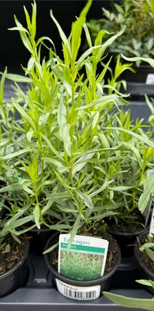 Herb Mix - image 1