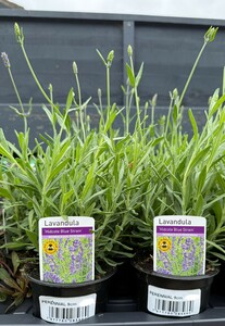 Herb Mix - image 5