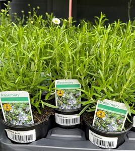 Herb Mix - image 3