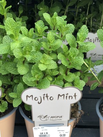 HERB MOJ. MINT