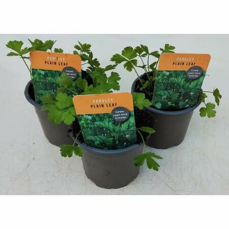 Herb Parsley Flat Leaf 10.5cm