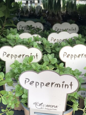 HERB PEPPERMINT