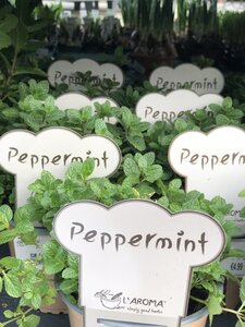 HERB PEPPERMINT
