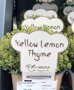 HERB YELLOW LEMON THYME