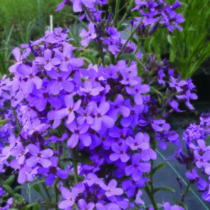 Hesperis matronalis Violet