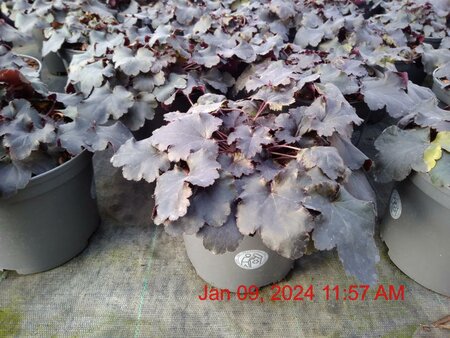 HEUCHERA Black Pearl