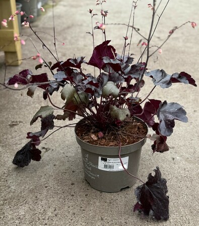 HEUCHERA BLACK PEARL