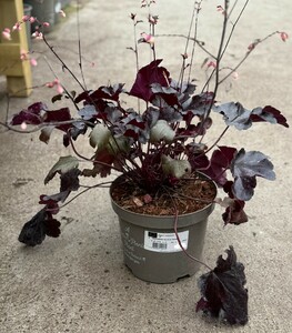 HEUCHERA BLACK PEARL