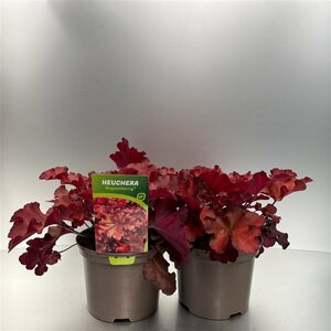 Heuchera 'Boysenberry'®