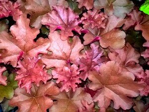 HEUCHERA Boysenberry