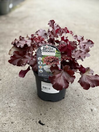 HEUCHERA Boysenberry