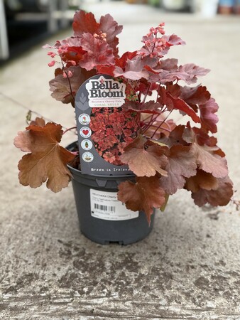 HEUCHERA Cherry Cola