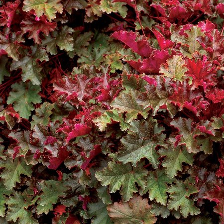 HEUCHERA CHOCOLATE RUFFLES