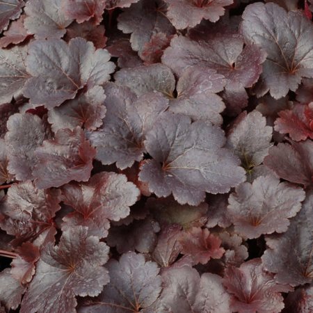 HEUCHERA City Series Gotham