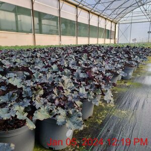 HEUCHERA Dark Secret