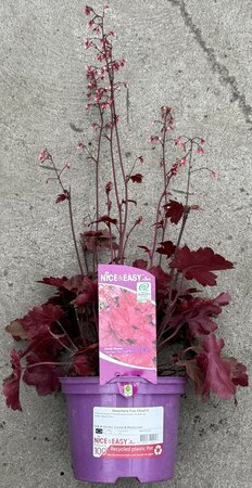 Heuchera Fire Chief ®