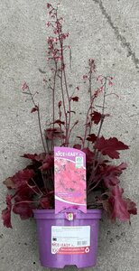 Heuchera Fire Chief ®