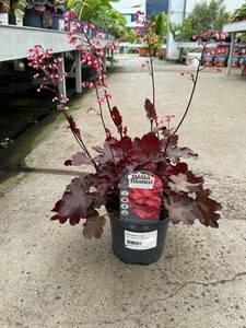 HEUCHERA Fire Chief
