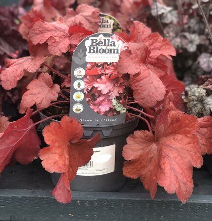 HEUCHERA Forever Red