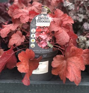HEUCHERA Forever Red