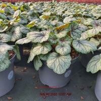 HEUCHERA Green Spice